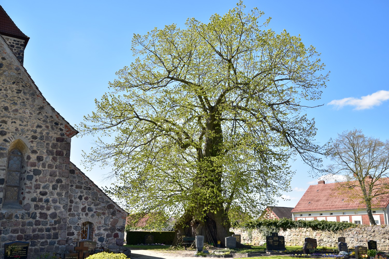 Tilia platyphyllos - Rönnebeck - 2017