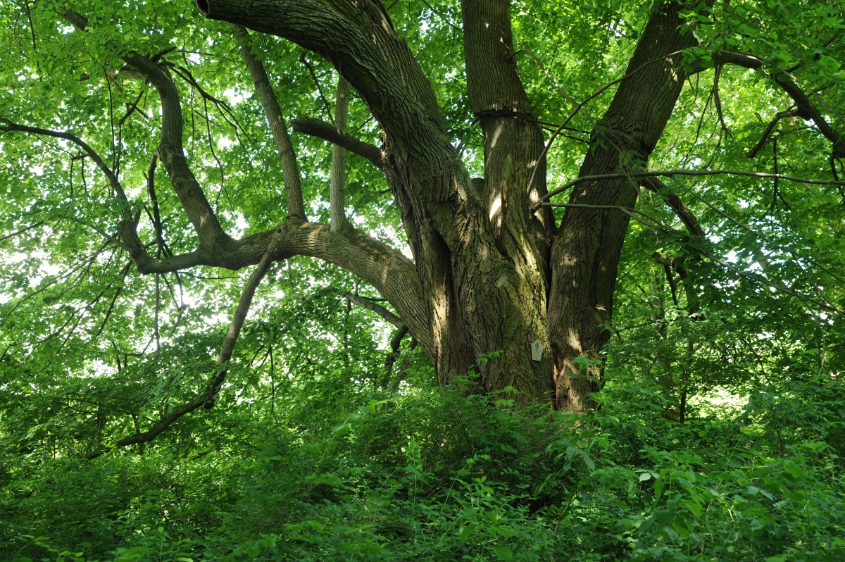 platyphyllos Tilia
