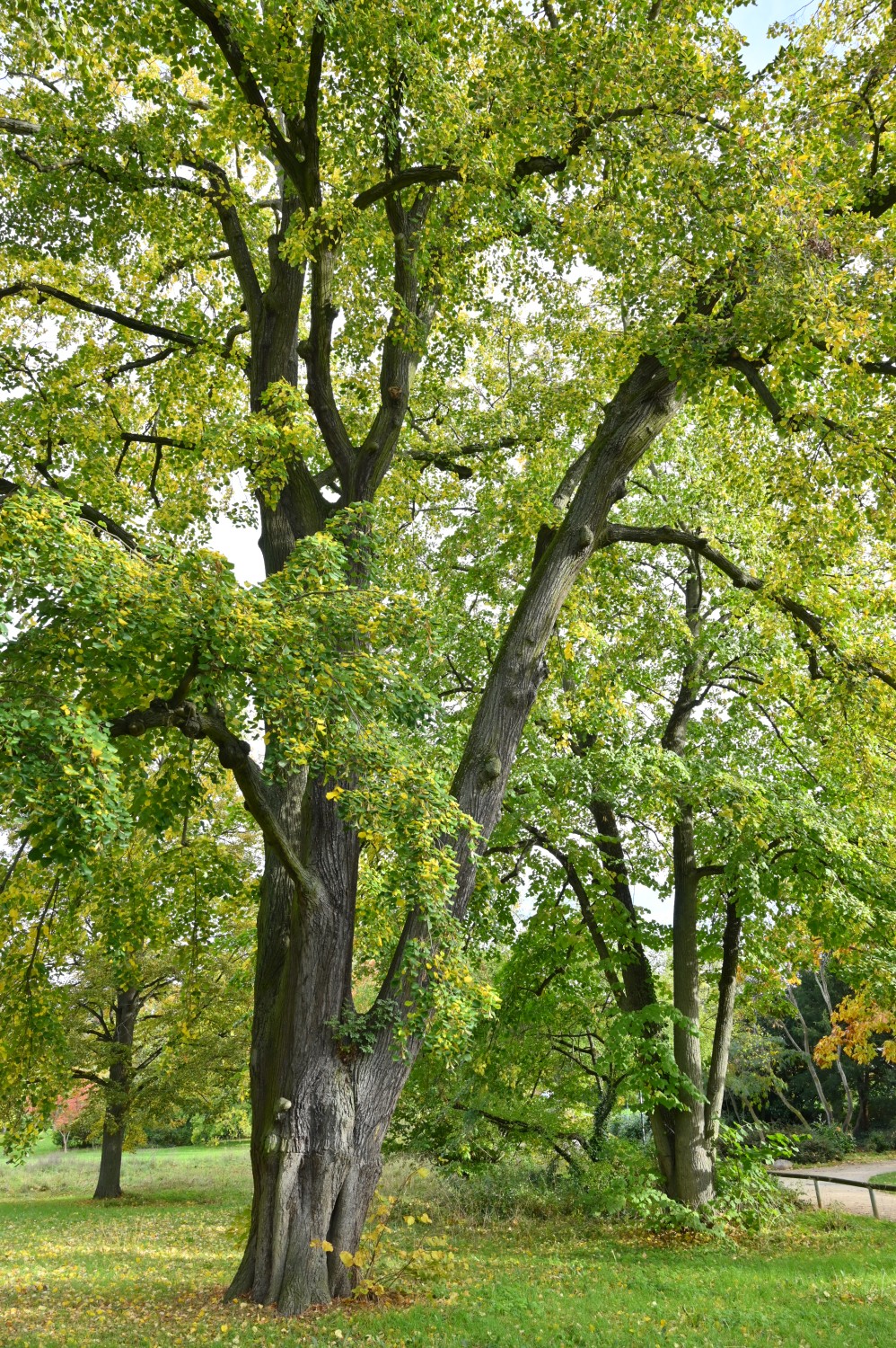 'Petiolaris' Tilia tomentosa