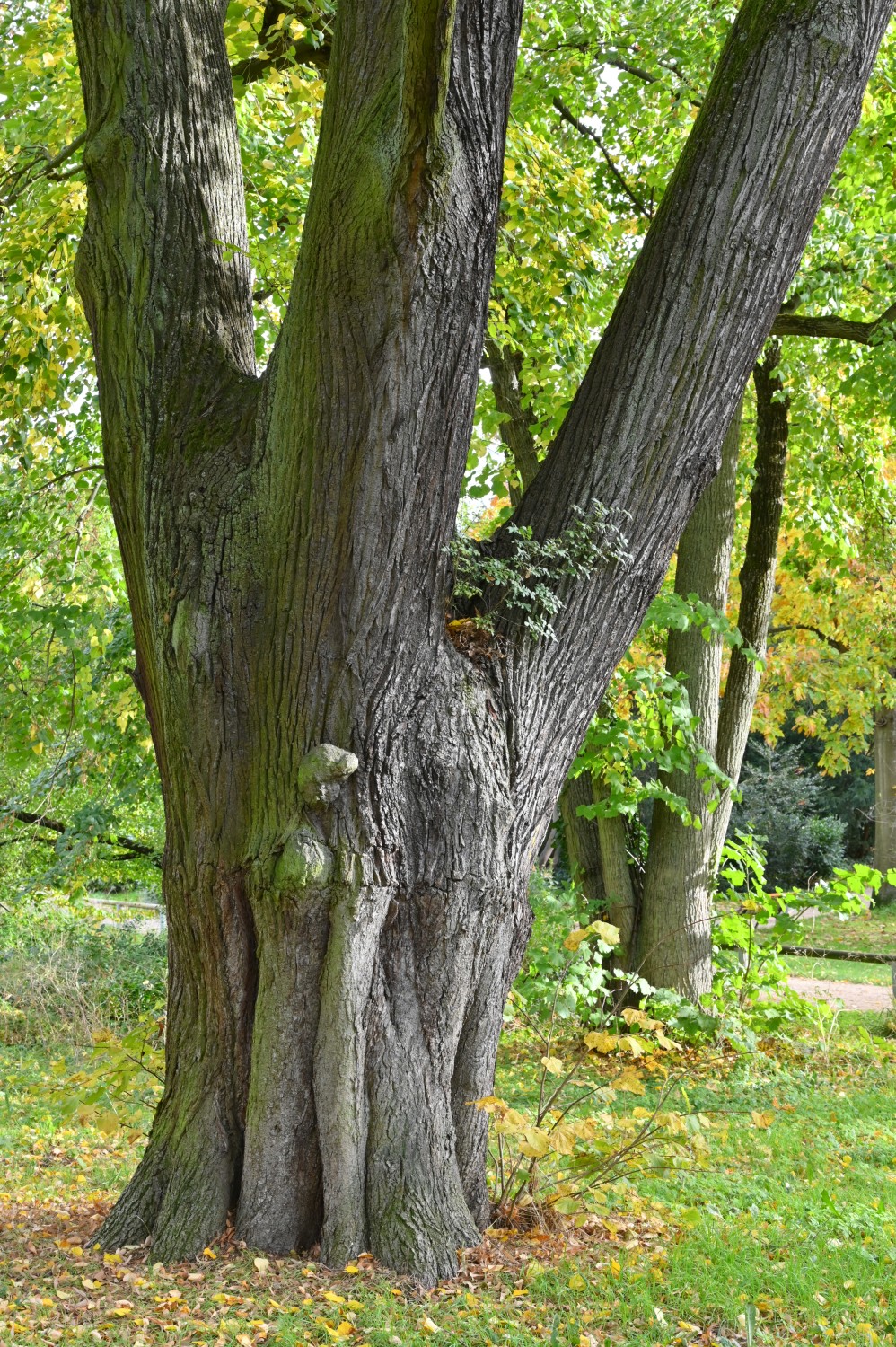 Tilia tomentosa 'Petiolaris' - Prinz-Emil-Garten, Darmstadt - November 2023
