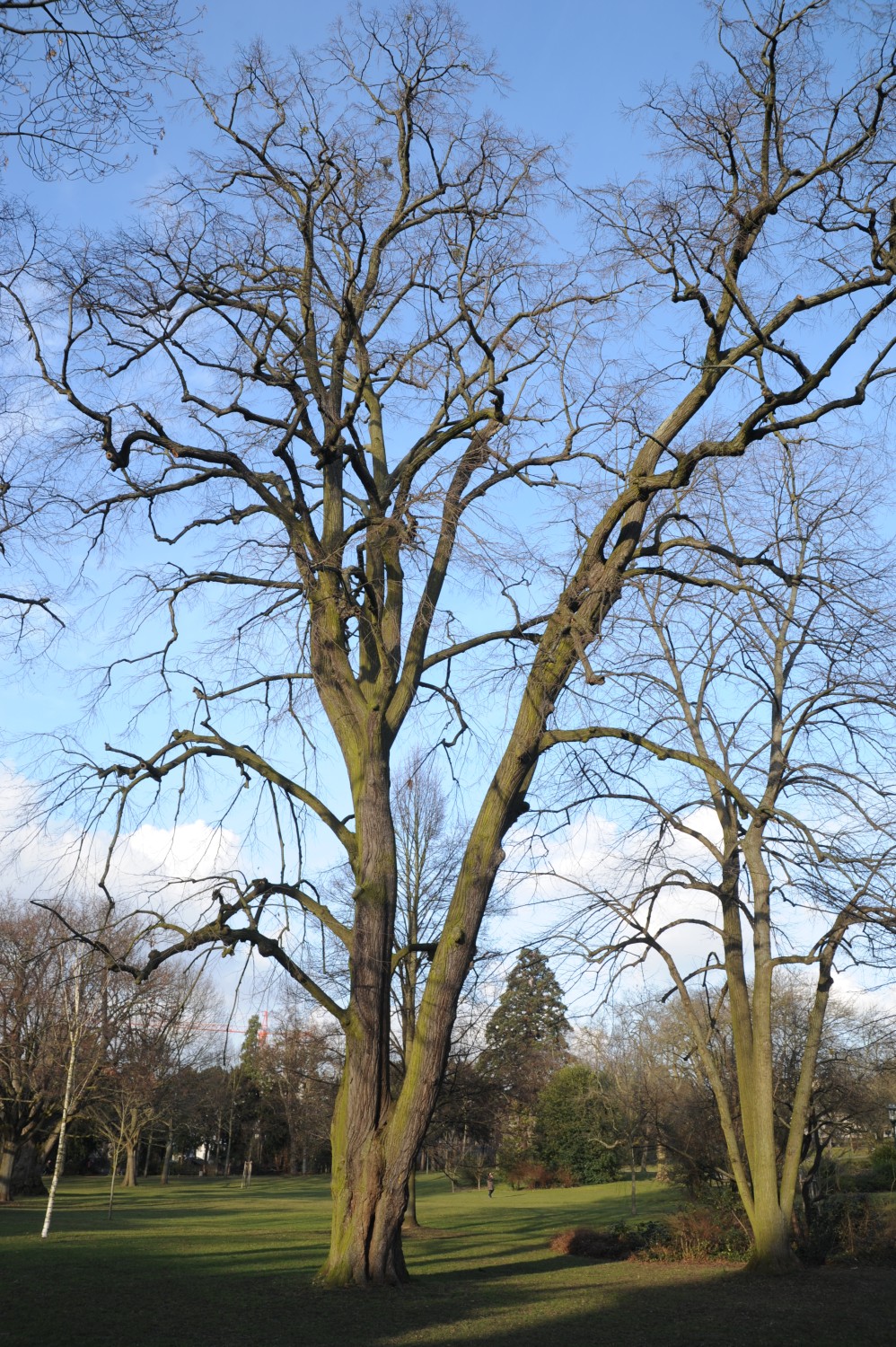 Tilia tomentosa 'Petiolaris' - Prinz-Emil-Garten, Darmstadt - Februar 2015