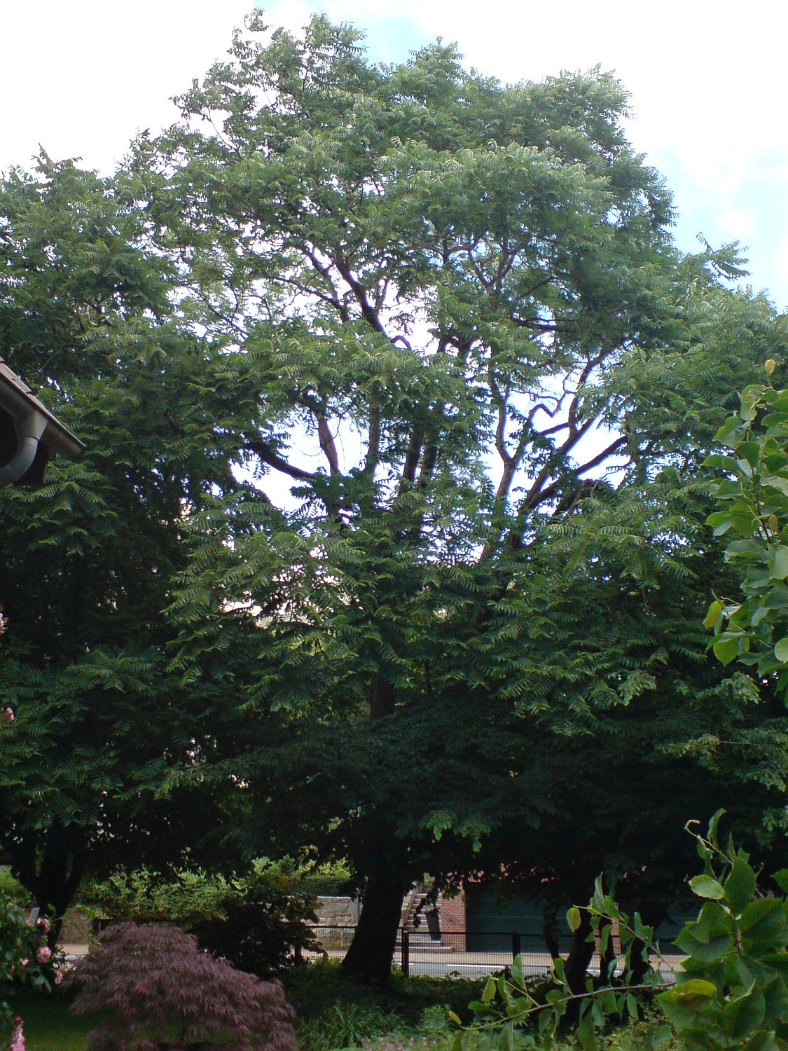 Toona sinensis - Kiel, Alter Botanischer Garten - 2021