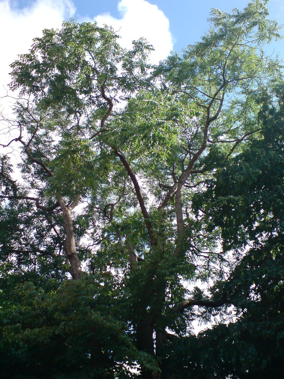 Toona sinensis - Kiel, Alter Botanischer Garten - 2021