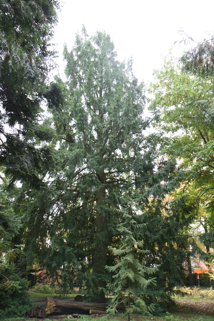 Torreya californica - Bonn - 2022