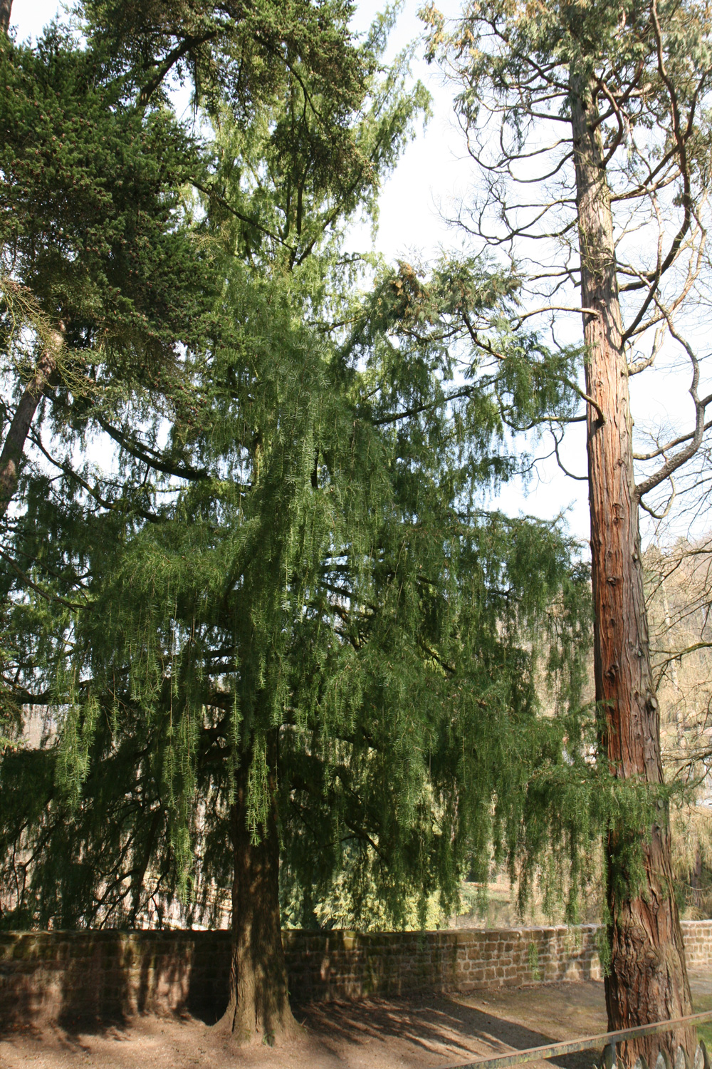 Torreya californica - Schlossgarten Heidelberg - März 2015