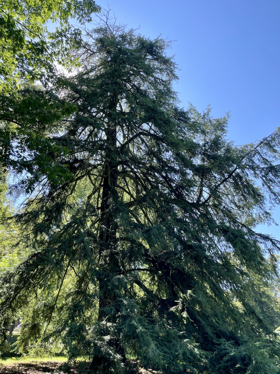 canadensis Tsuga