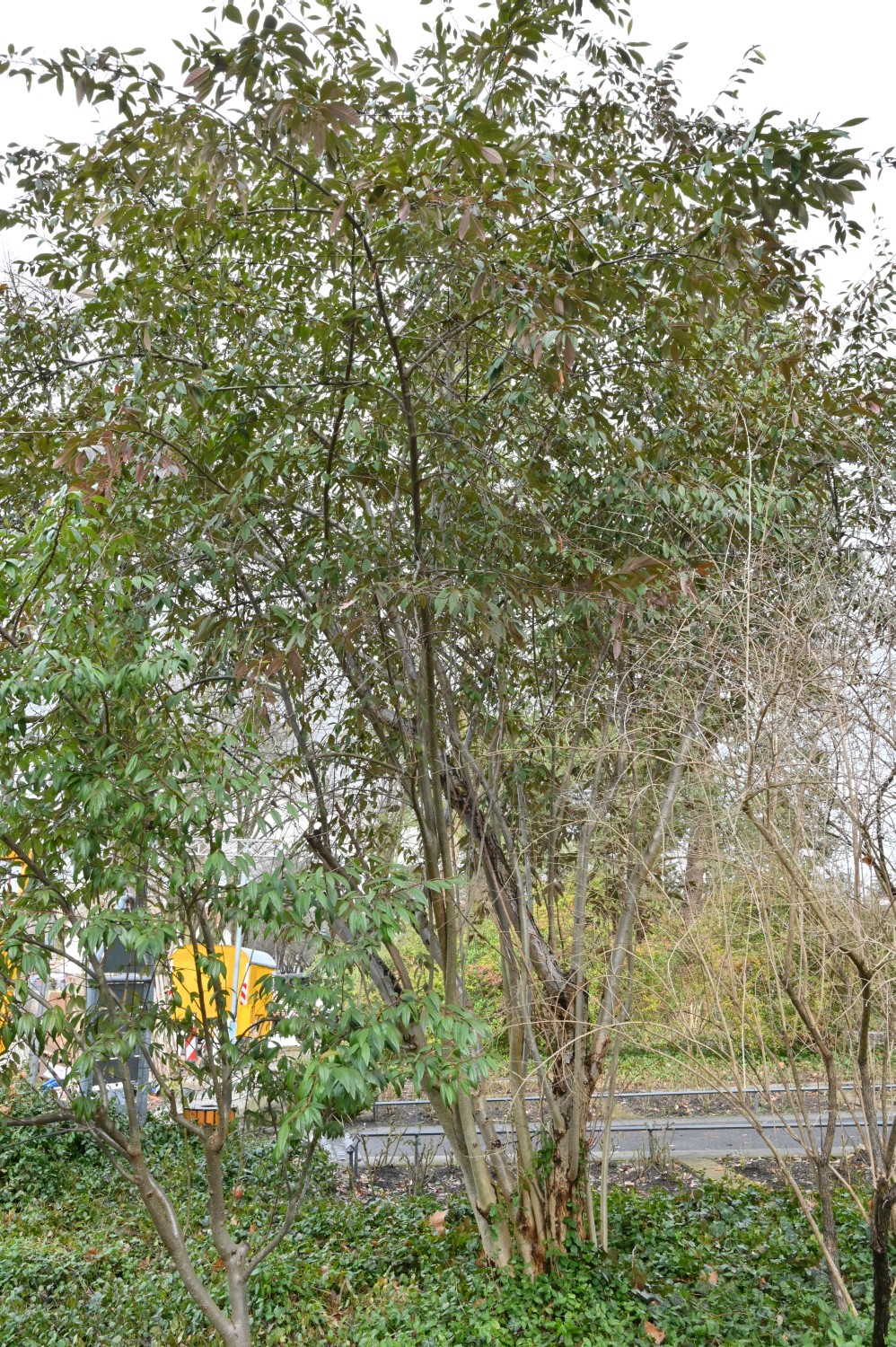 Cotoneaster salicifolius var. floccosus