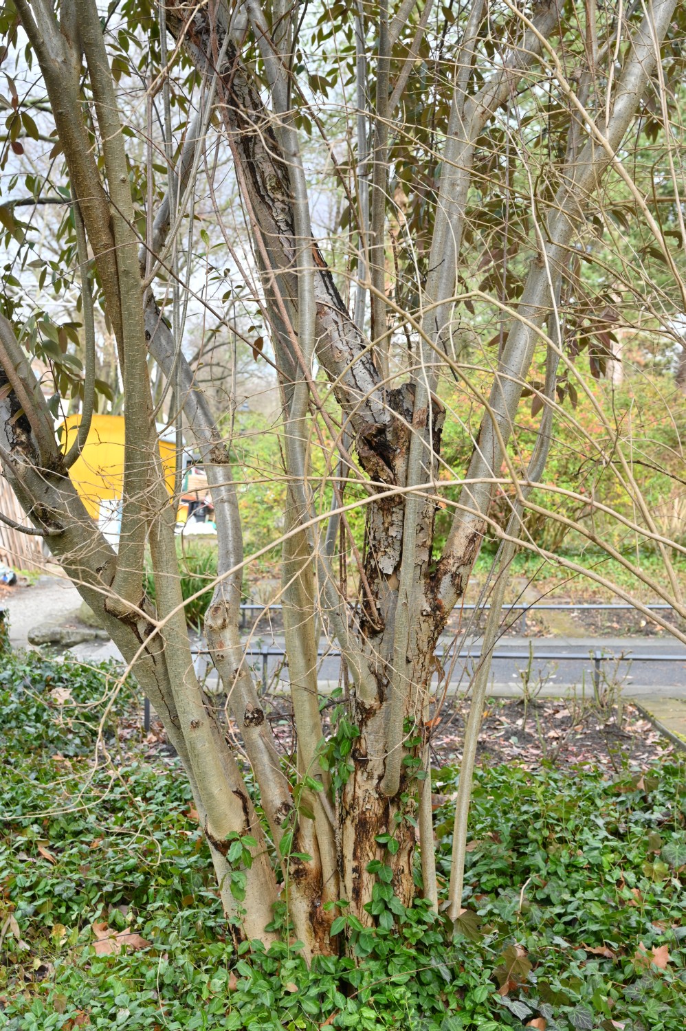 Cotoneaster salicifolius var. floccosus - Berlin, Britz - 2021