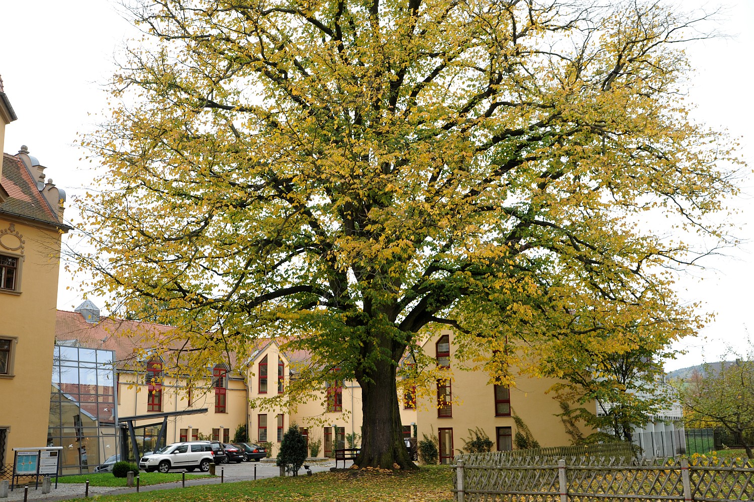 Berg-Ulme - Bertsdorf-Hörnitz - Oktober 2013