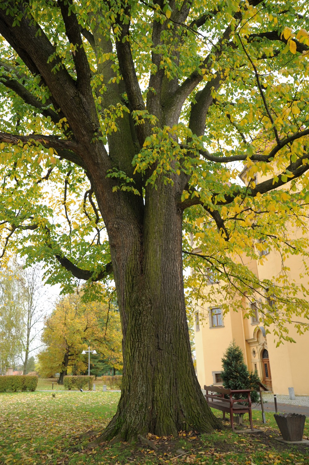 Berg-Ulme - Bertsdorf-Hörnitz - Oktober 2013