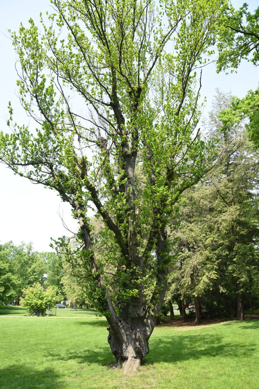 'Exoniensis' glabra Ulmus