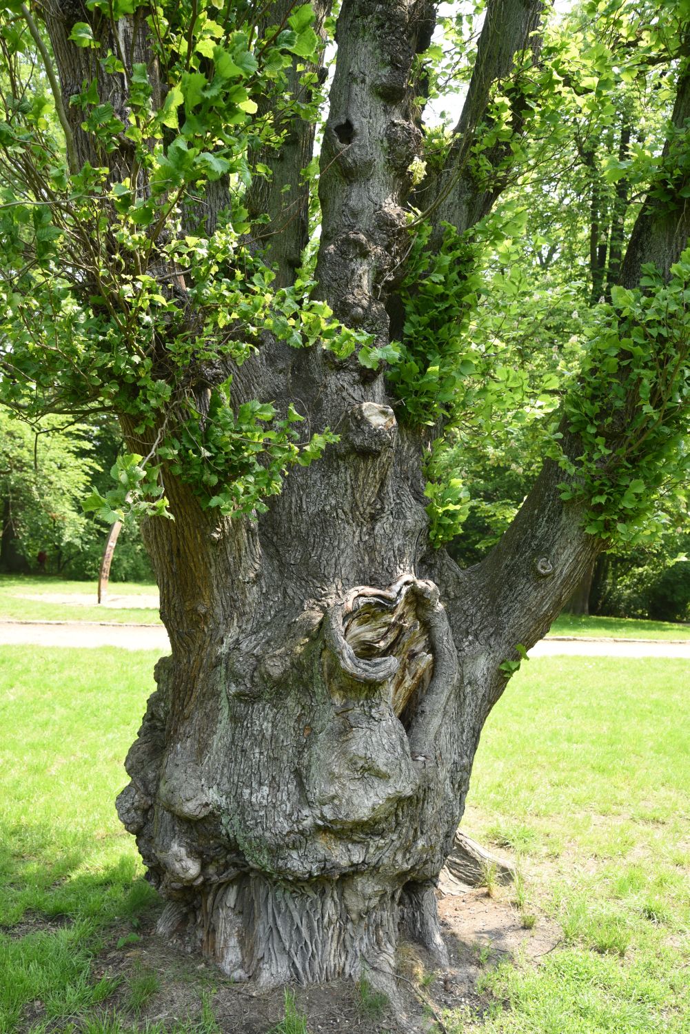 Säulen-Ulme - Görlitz - 2019
