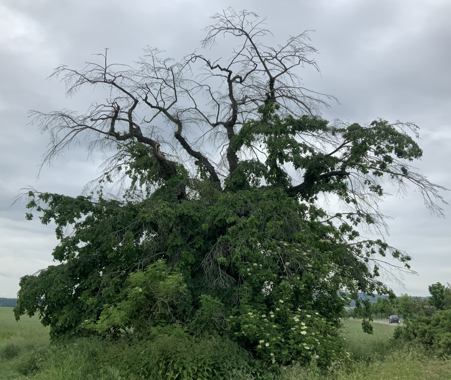 Ulmus glabra 'Pendula' - Lohmen - Juni 2023