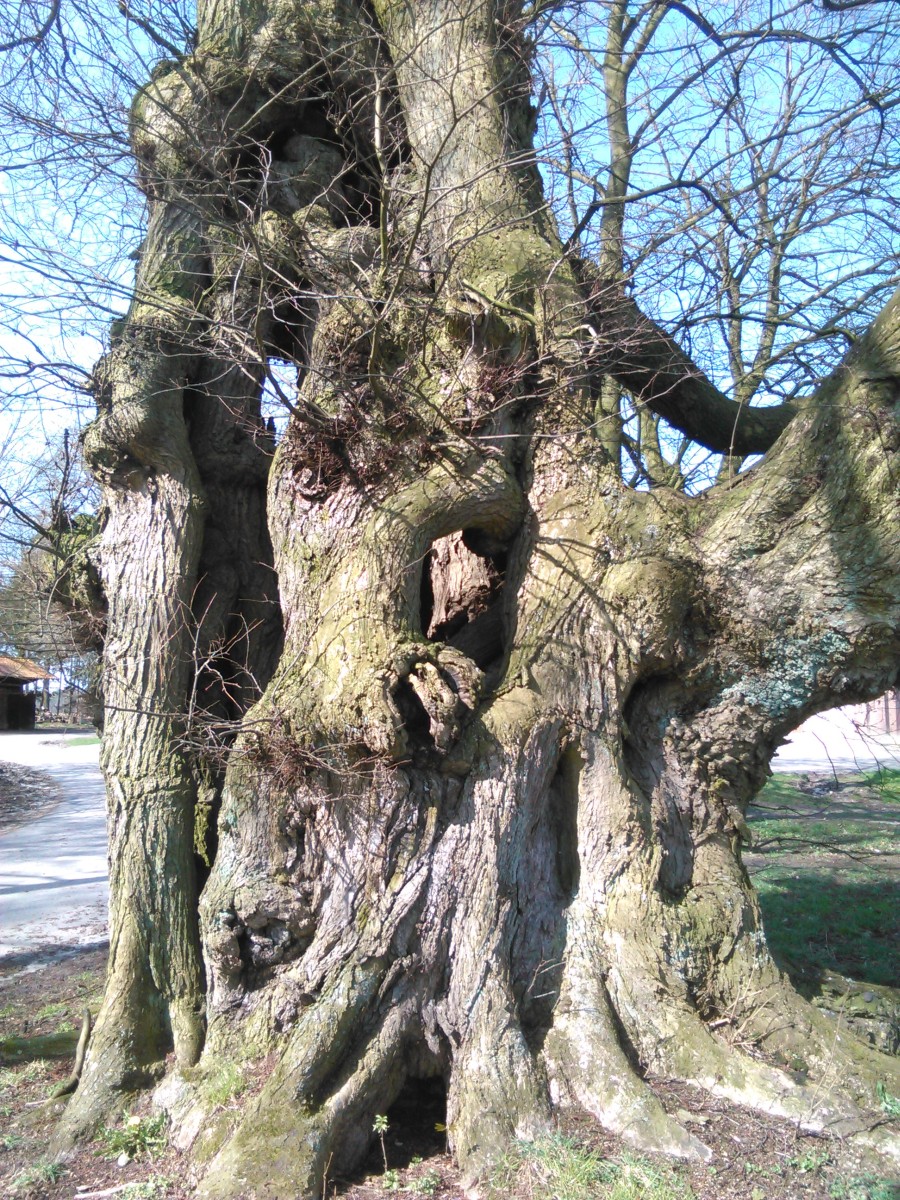 Ulmus laevis - Holte - April 2016