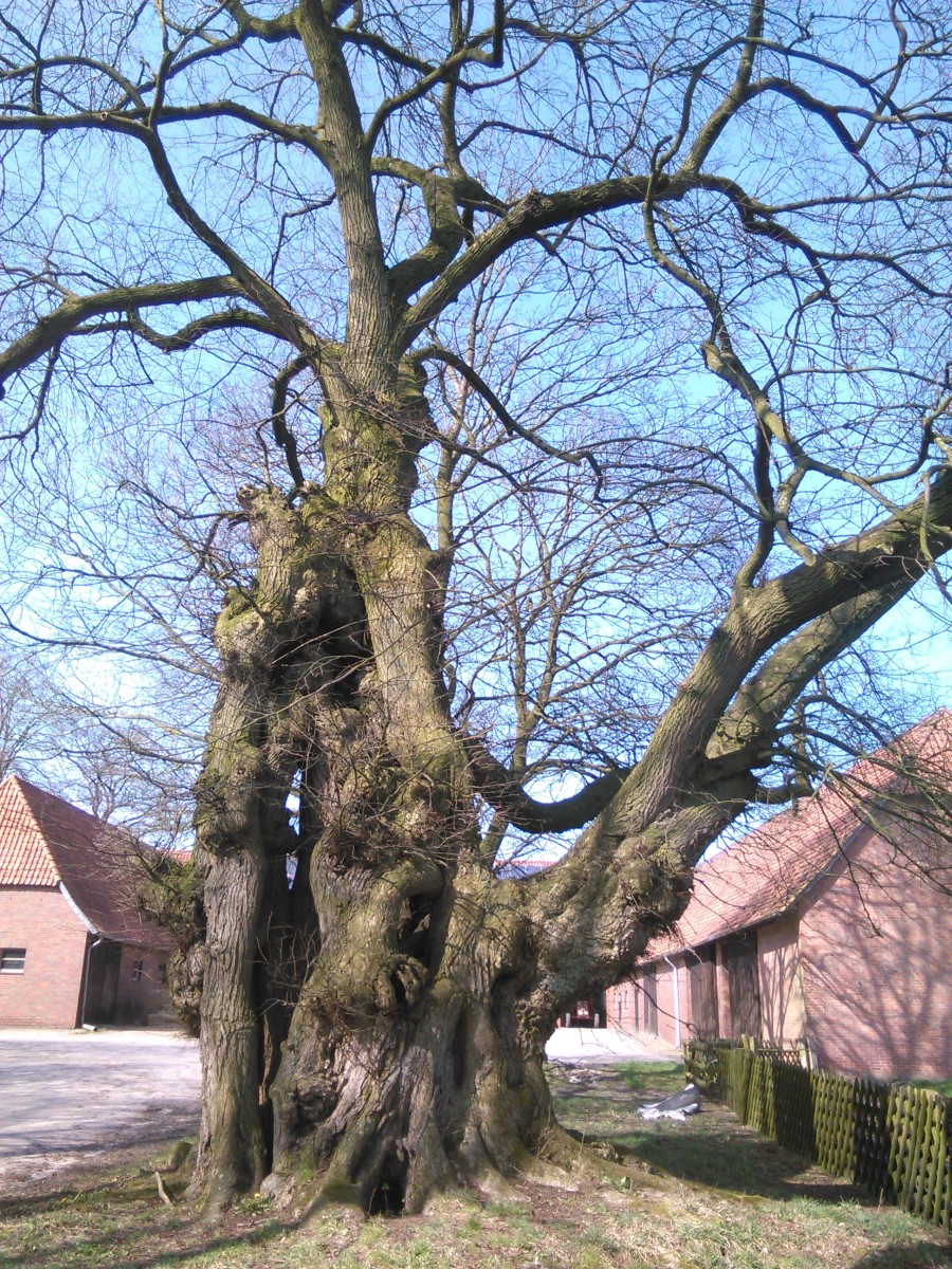 Ulmus laevis - Holte - April 2016