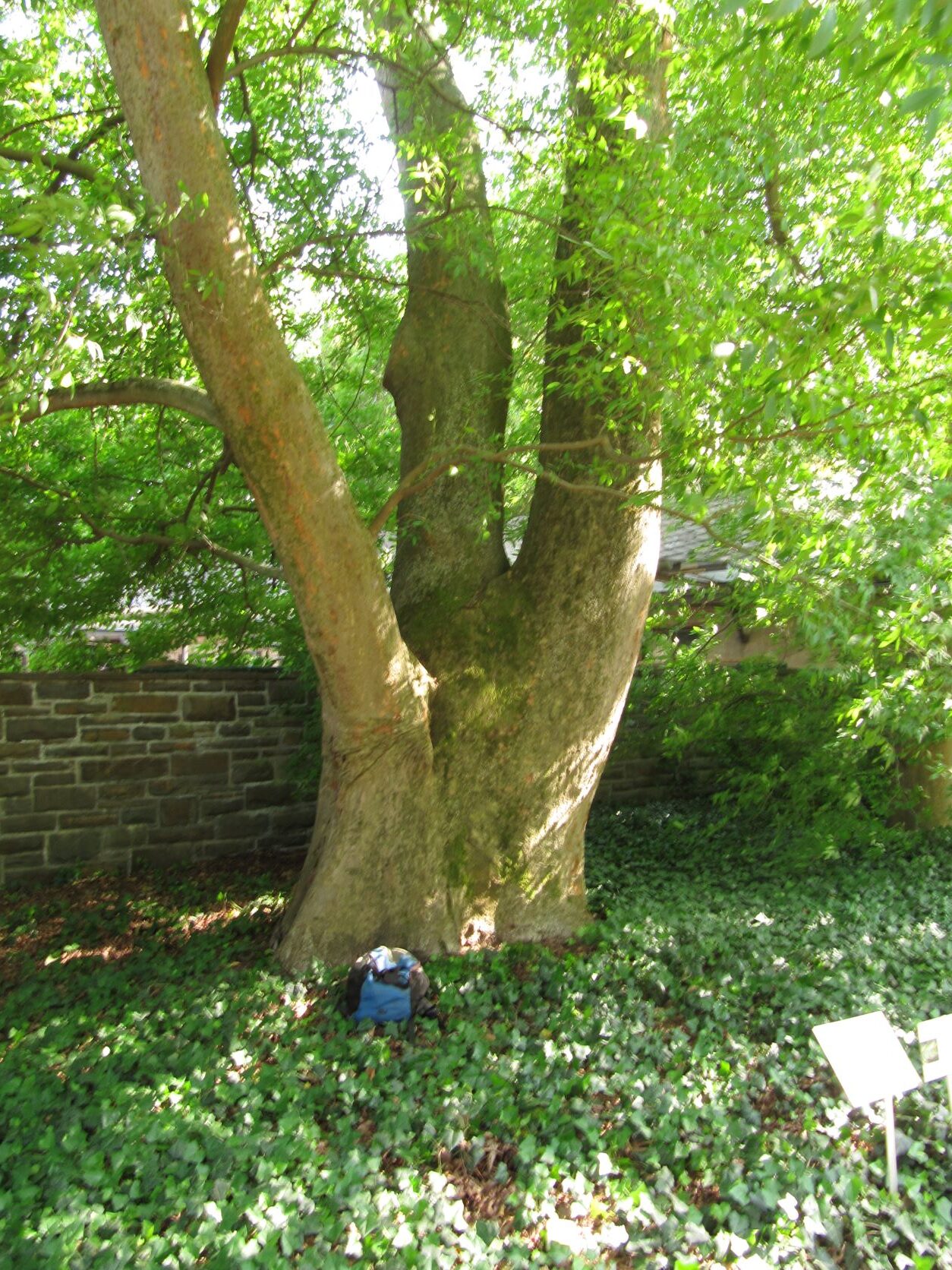 Zelkova carpinifolia - Bonn - Mai 2022