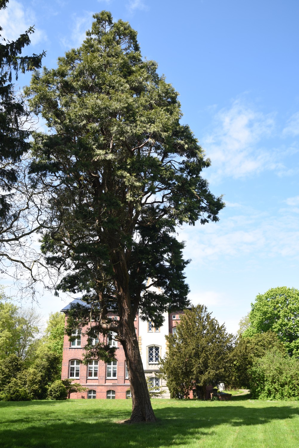 Calocedrus decurrens - Losentitz - 2019