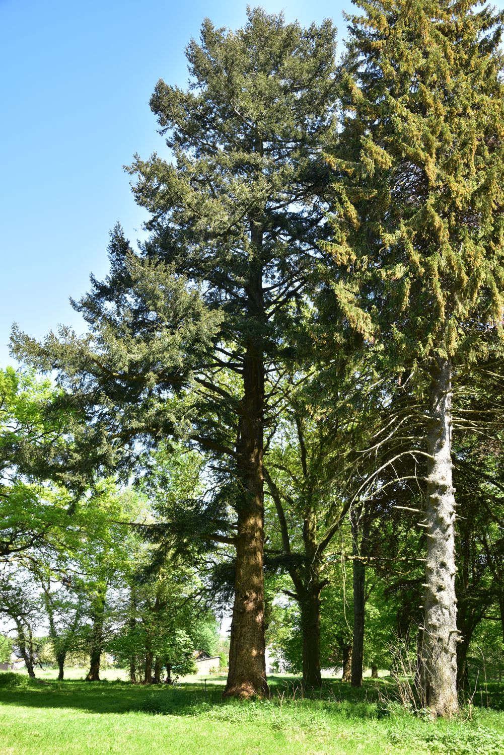 menziesii Pseudotsuga