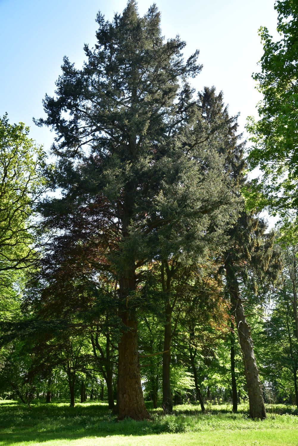 Pseudotsuga menziesii - Lüssow, Gutspark - Mai 2017