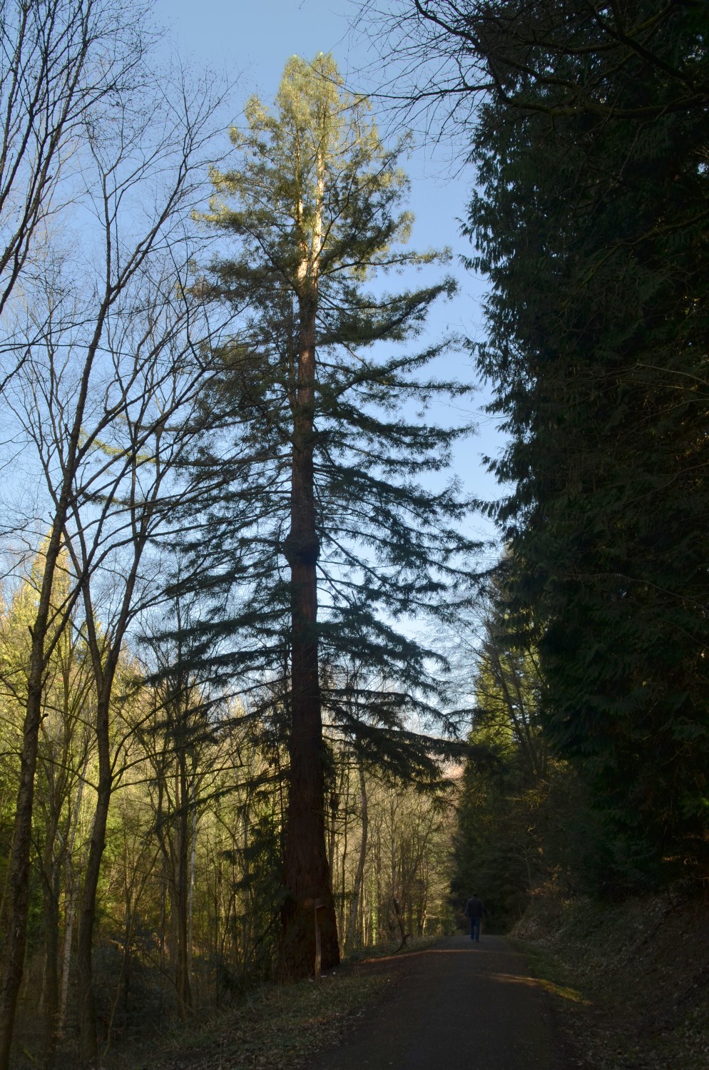 sempervirens Sequoia