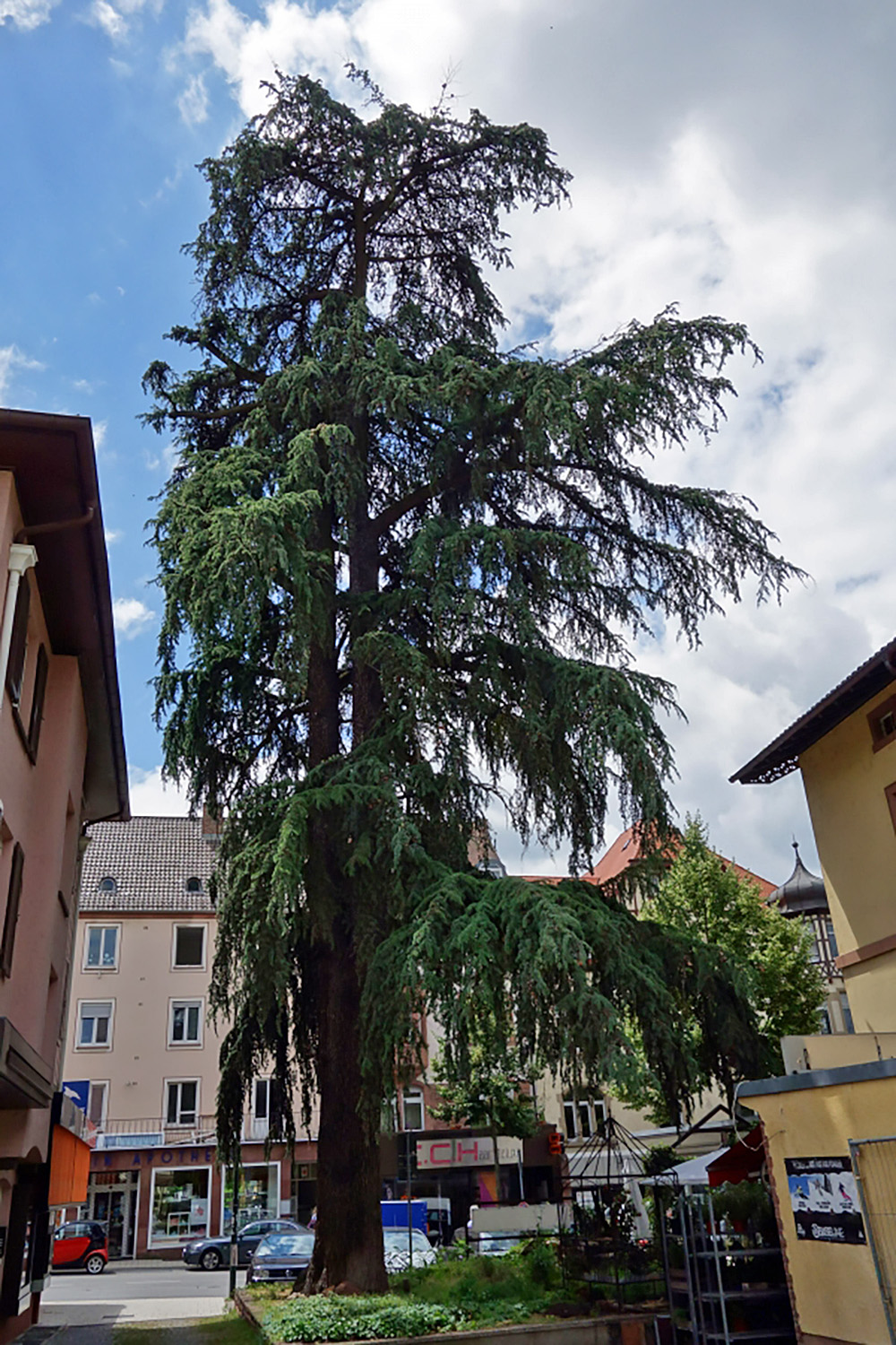 Cedrus deodara - Weinheim - Juni 2013