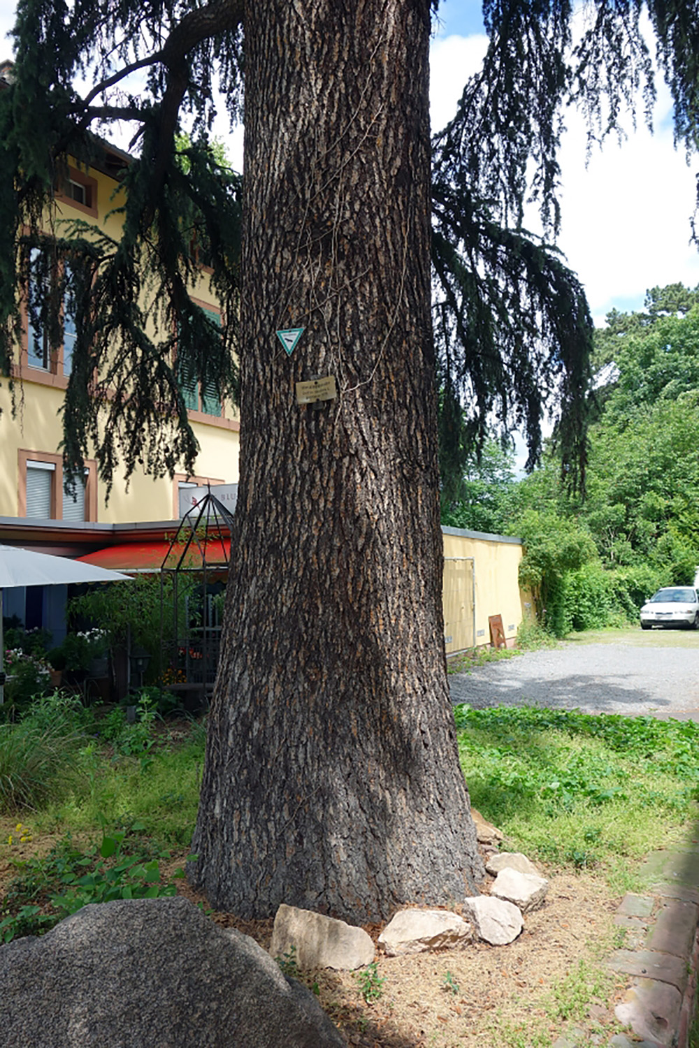 Cedrus deodara - Weinheim - Juni 2013