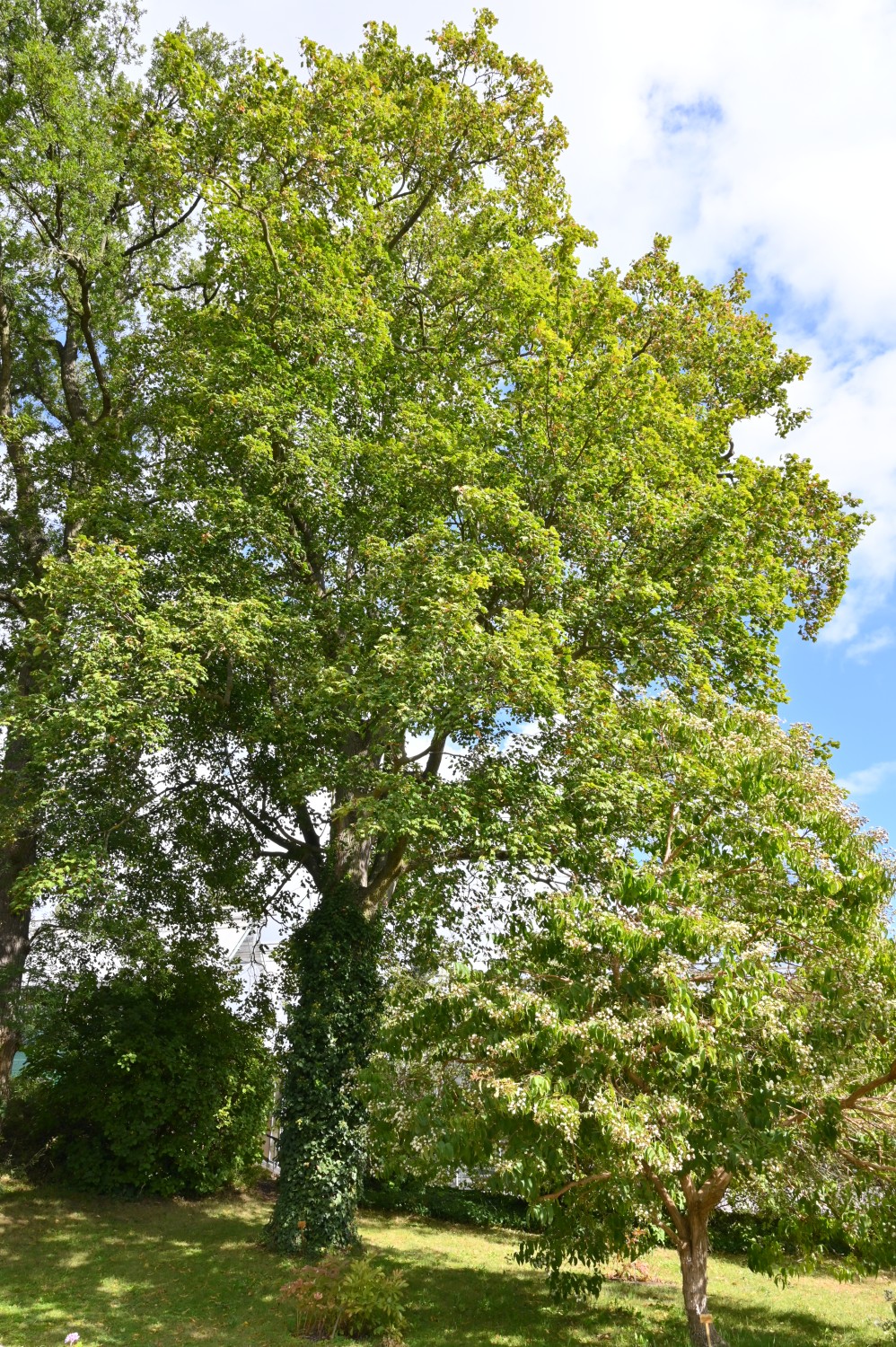 Acer platanoides 'Cucullatum' - Bot. Garten Berlin - September 2024