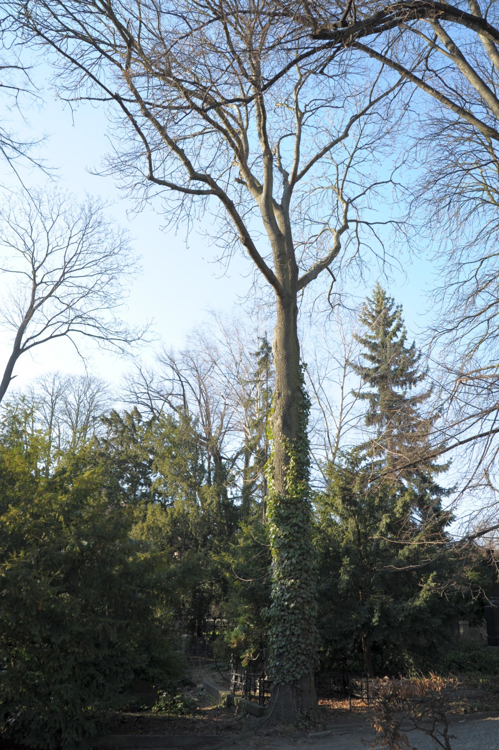 Fraxinus excelsior 'Diversifolia' - Berlin, Prenzlauer Berg - 2011
