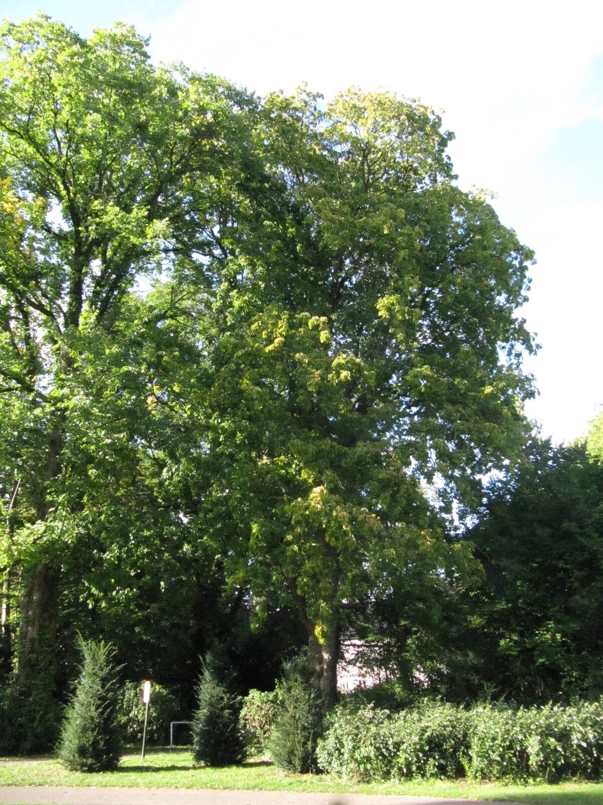 Aesculus flava