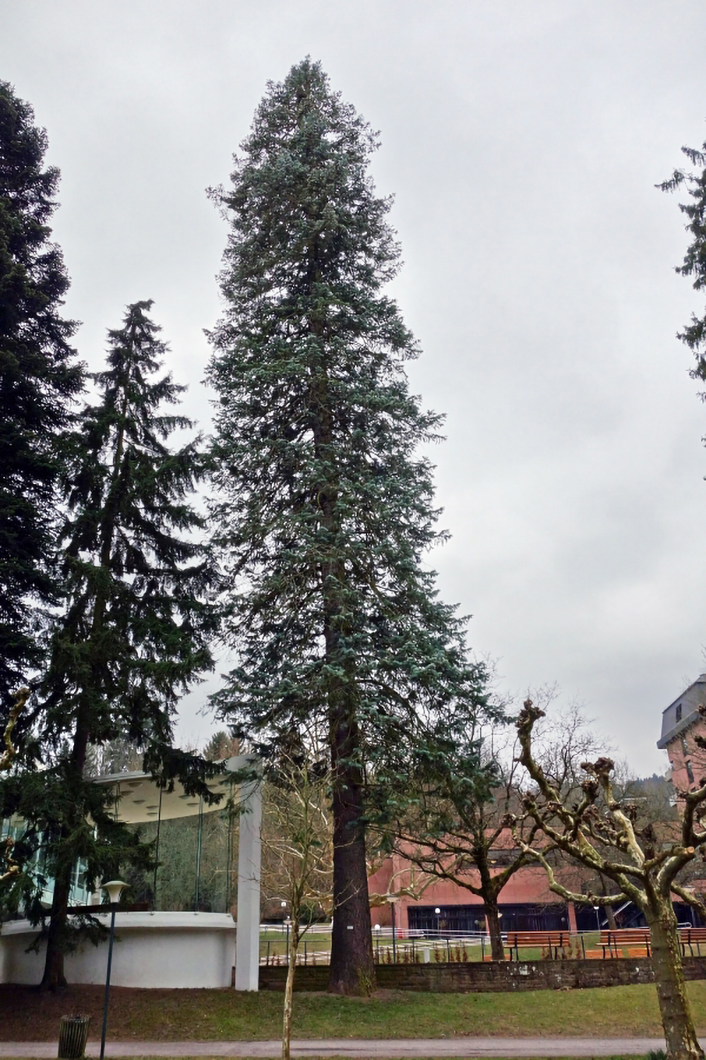 Abies concolor