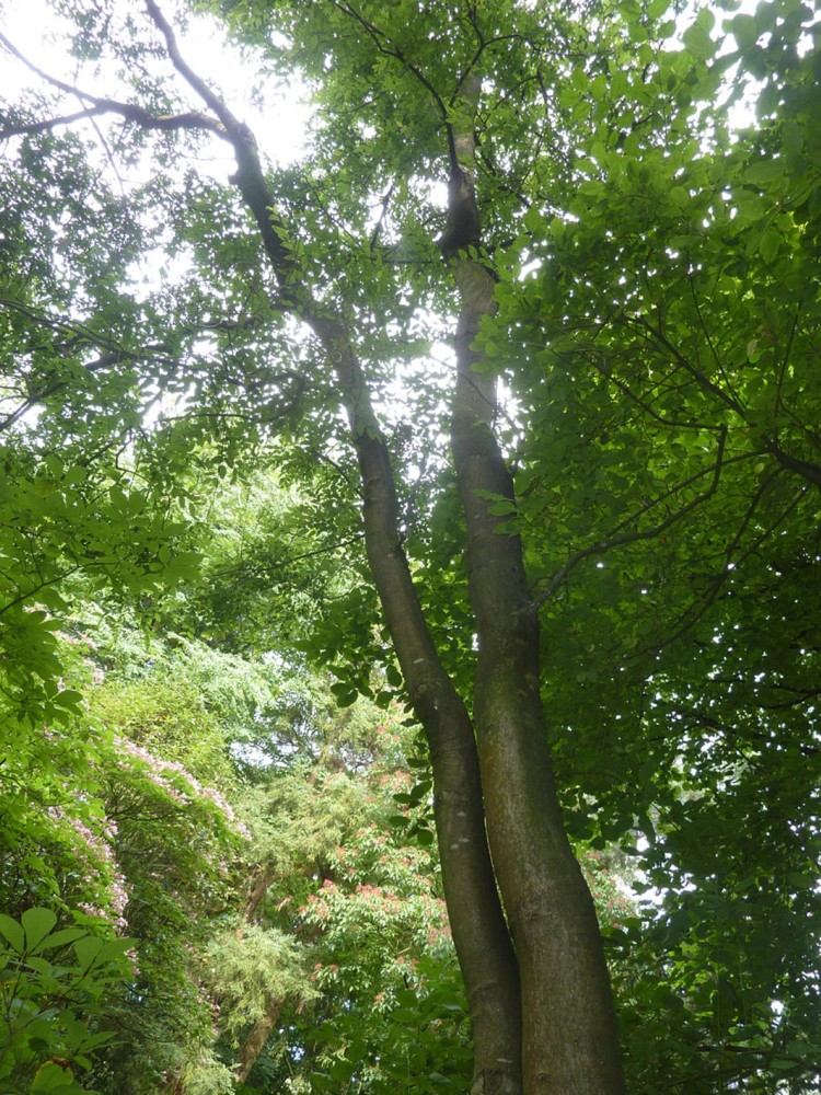 Nothofagus obliqua