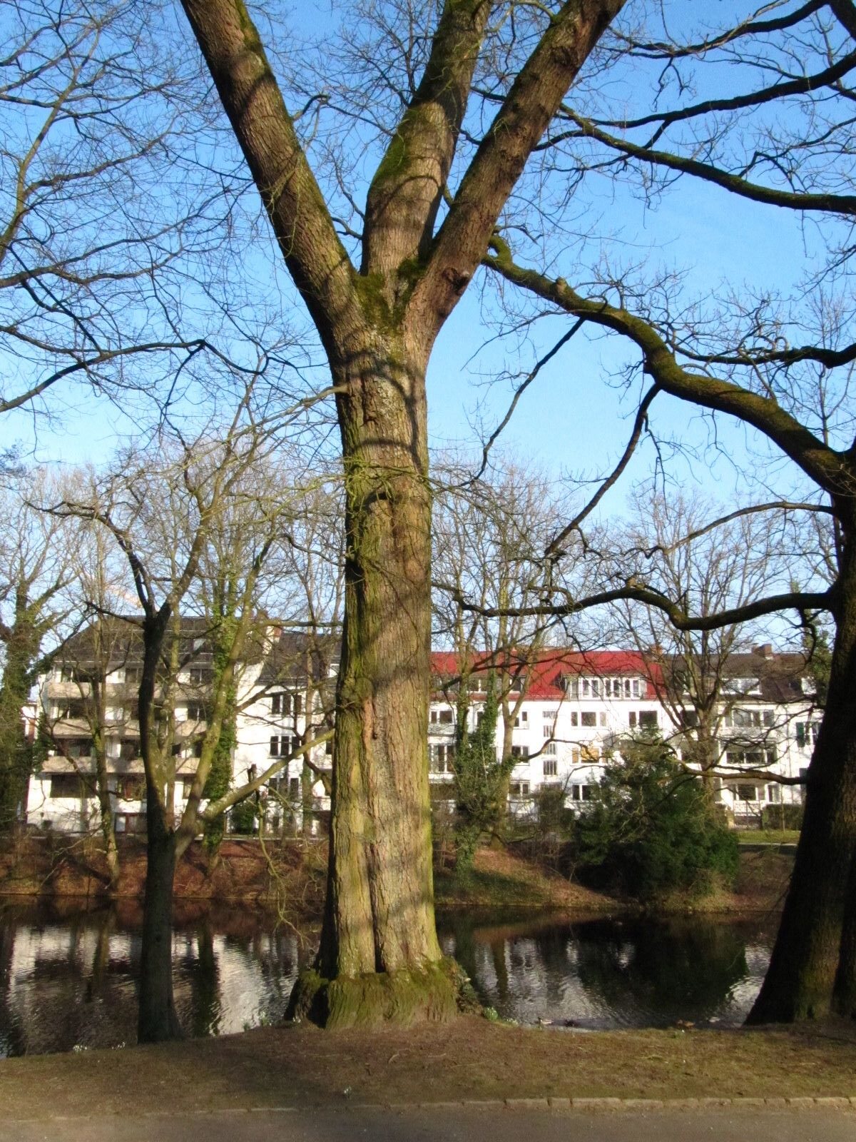 Quercus × leana - Bremen-Mitte - Febr. 2025