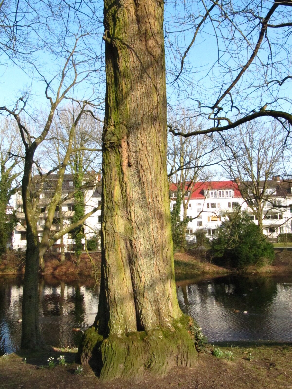 Quercus × leana - Bremen-Mitte - Febr. 2025