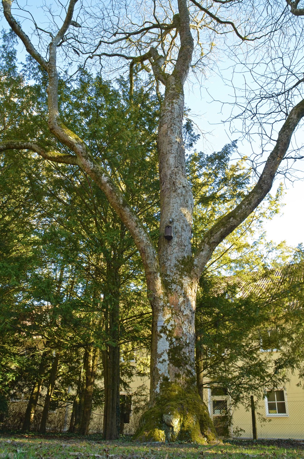 Aesculus flava - Stuttgart-Hohenheim - 2021