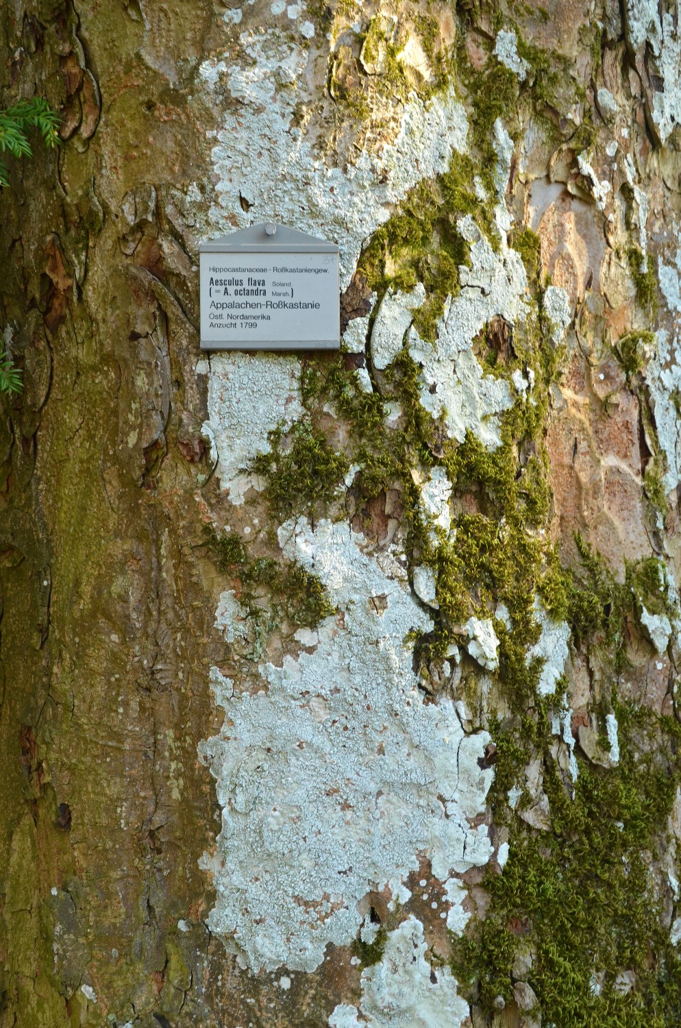 Aesculus flava - Stuttgart-Hohenheim - 2021