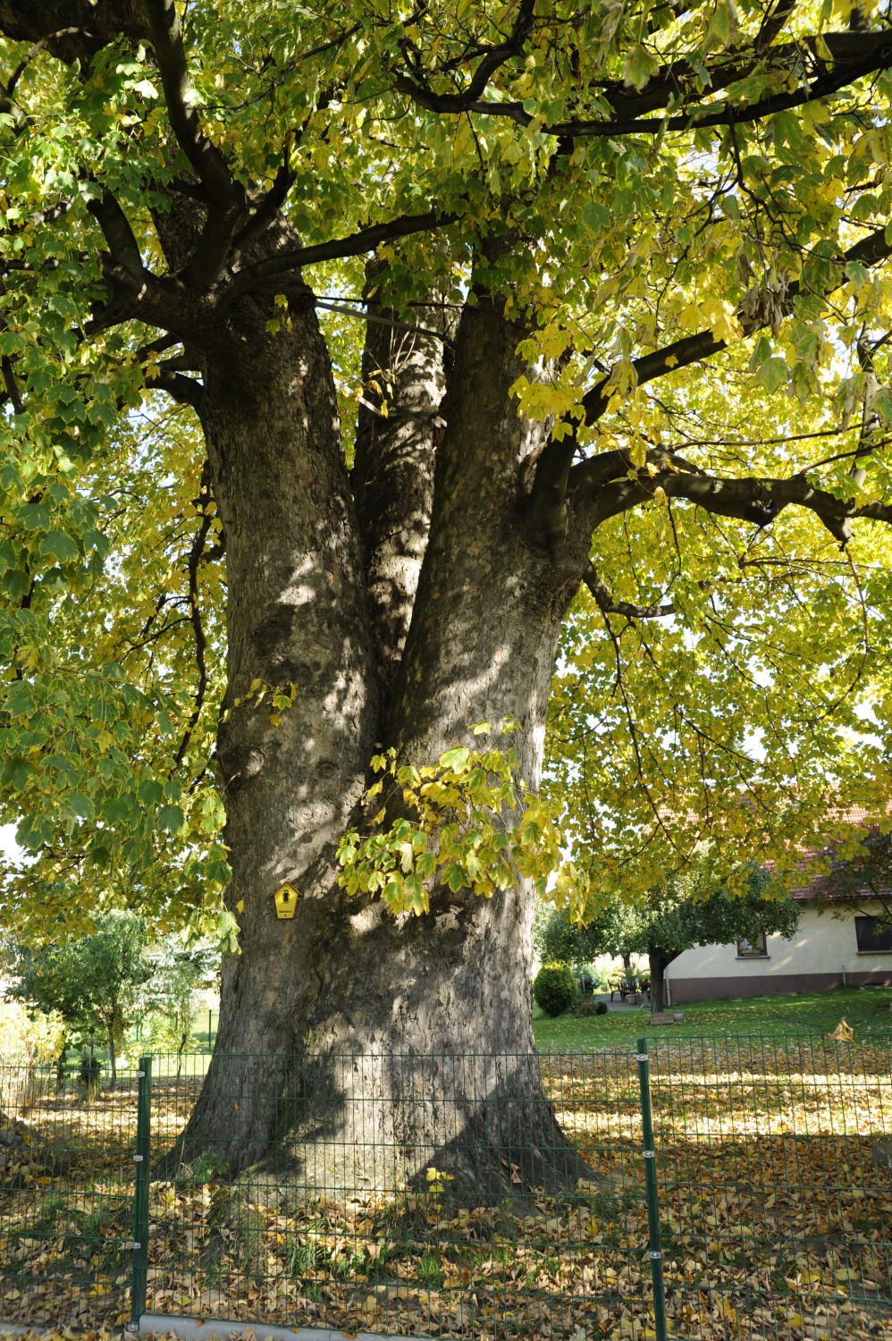 Acer pseudoplatanus - Wohla bei Elstra - Oktober 2008