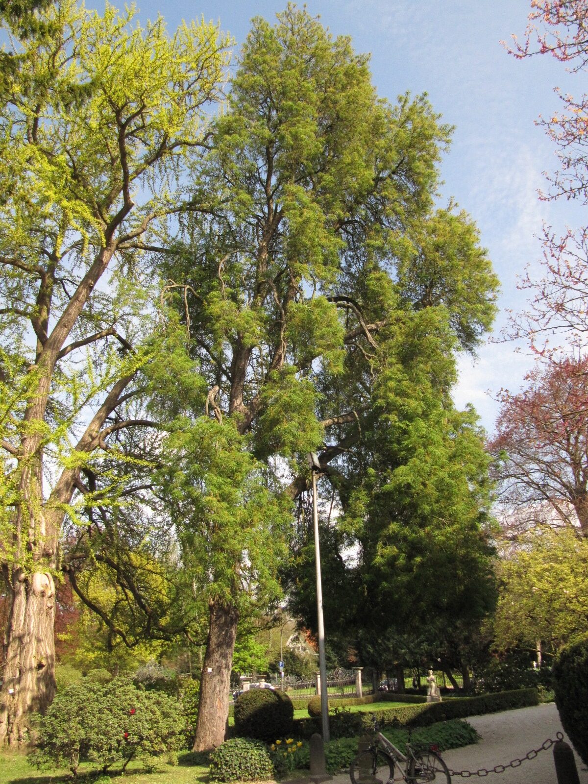 'Laciniata' Aesculus hippocastanum