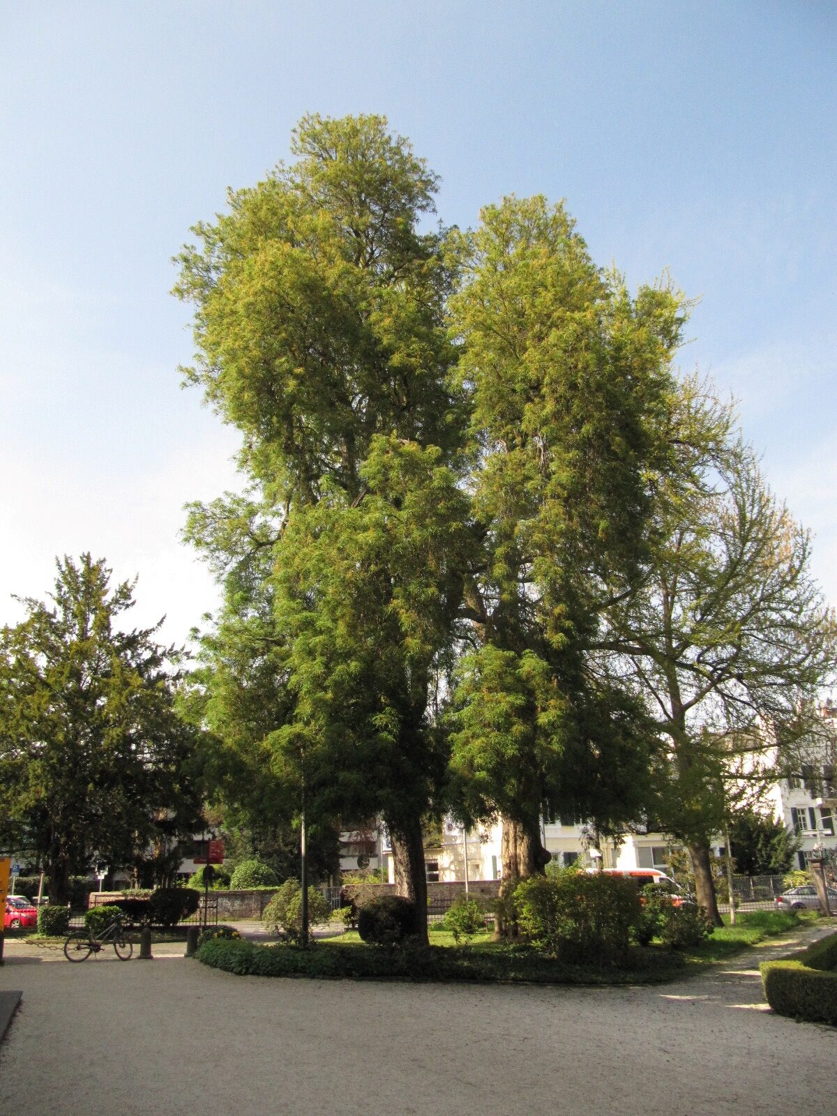 Aesculus hippocastanum 'Laciniata' - Bad Godesberg - April 2023
