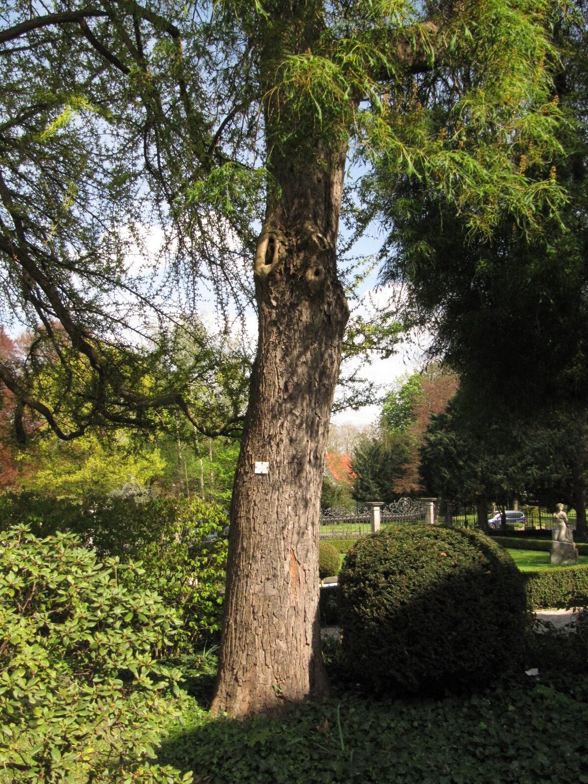 Aesculus hippocastanum 'Laciniata' - Bad Godesberg - April 2023
