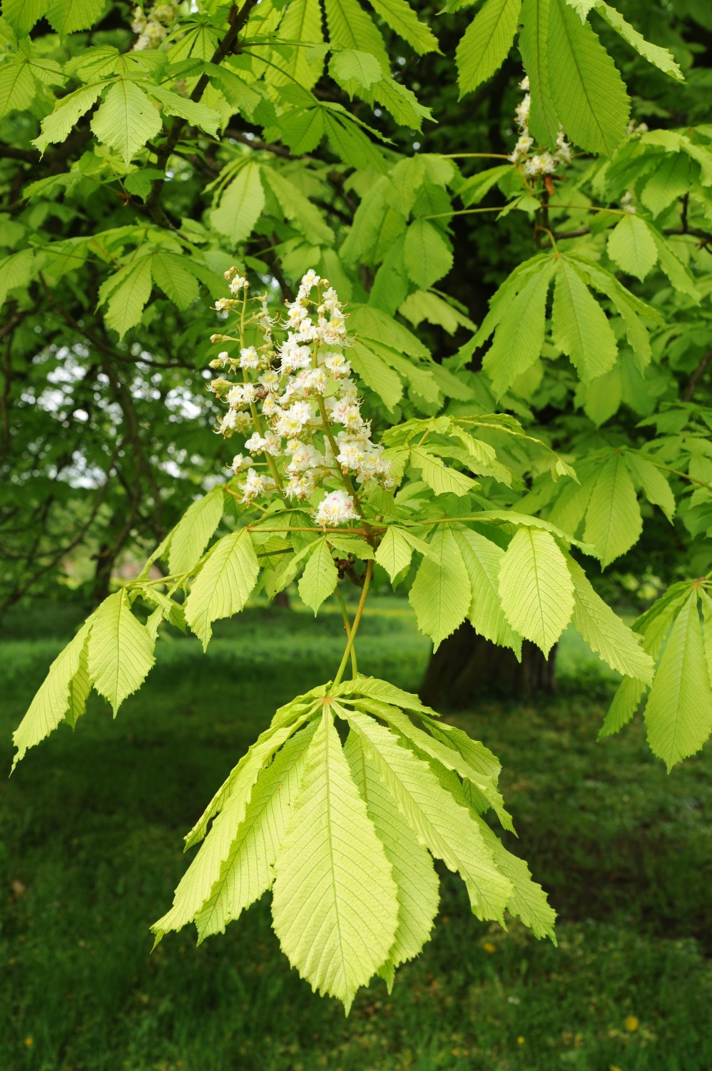 Aesculus hippocastanum 'Memmingeri' - Groß-Ziethen, Schlosspark, Mai 2023