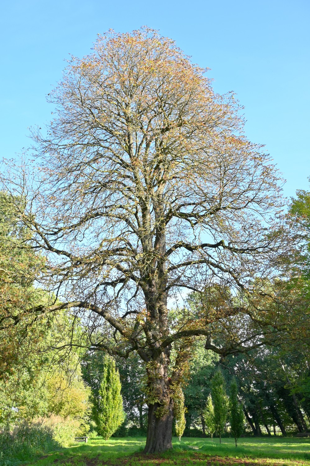 Aesculus hippocastanum 'Memmingeri' - Groß-Ziethen, Schlosspark, Oktober 2022