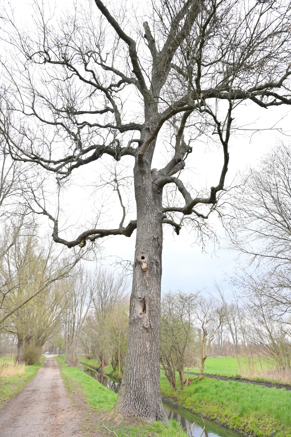 Fraxinus pennsylvanica - Berlin Pankow - 2021