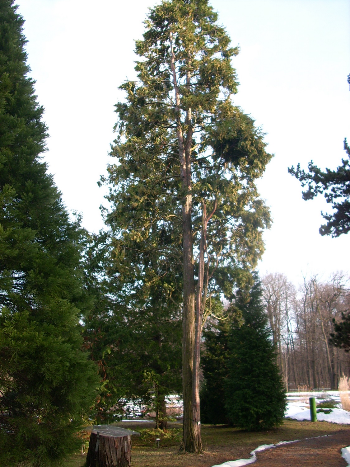 Calocedrus decurrens - Dresden Botanischer Garten - Januar 2011