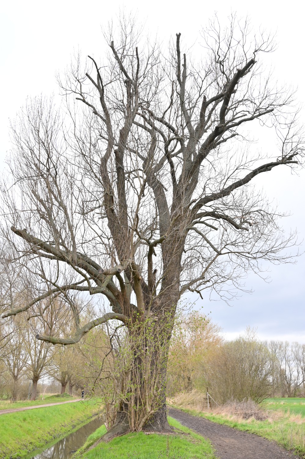 Fraxinus excelsior - Berlin Pankow - 2021