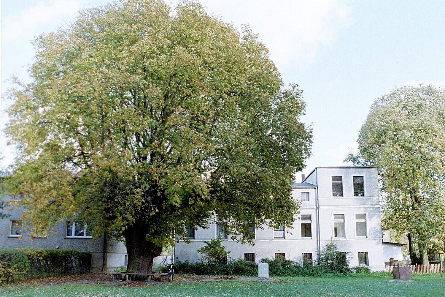 Aesculus hippocastanum - Löhme - 2001