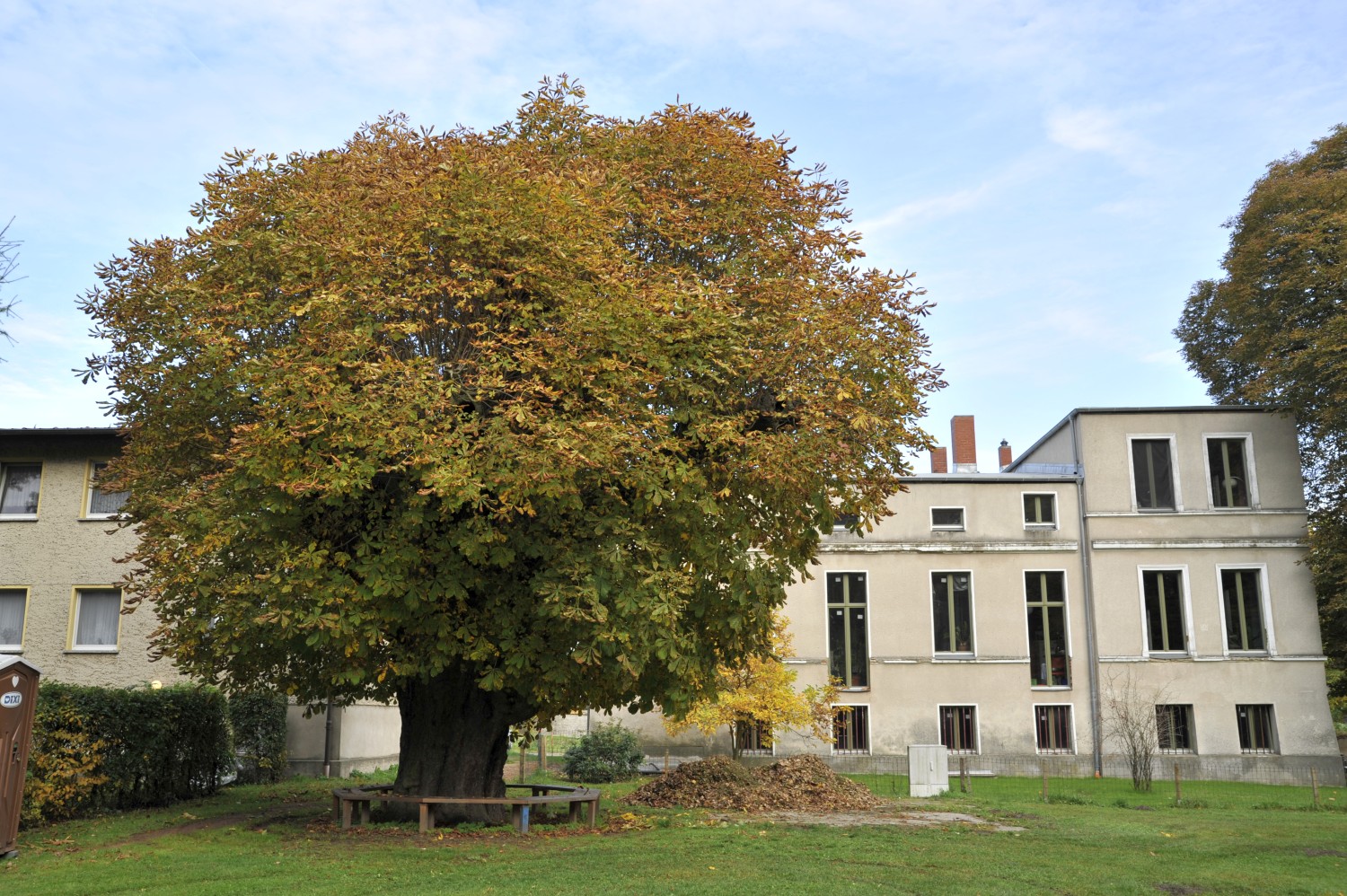 Aesculus hippocastanum - Löhme - 2008