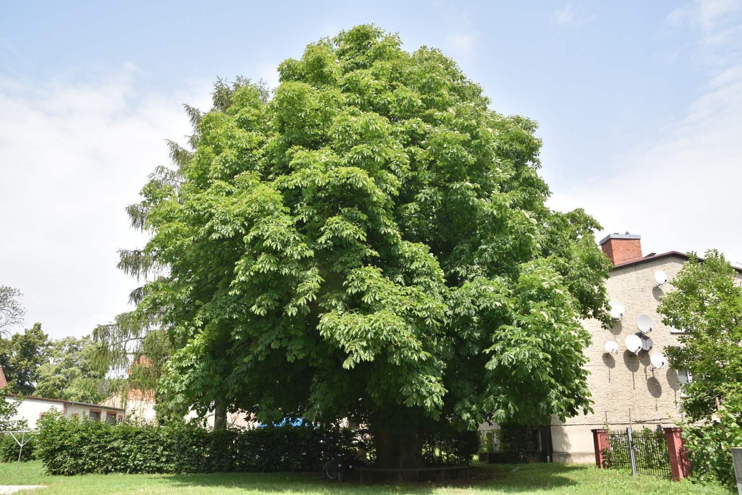Aesculus hippocastanum - Löhme - 2019
