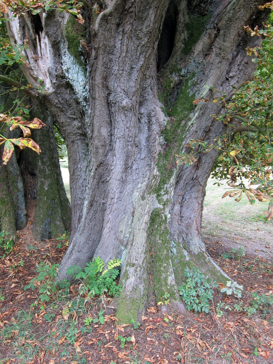 Aesculus hippocastanum - Schlosspark Friesenhausen - 2011