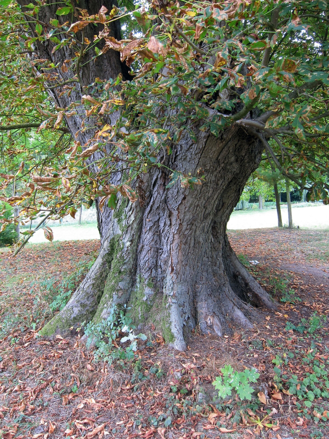 Aesculus hippocastanum - Schlosspark Friesenhausen - 2011