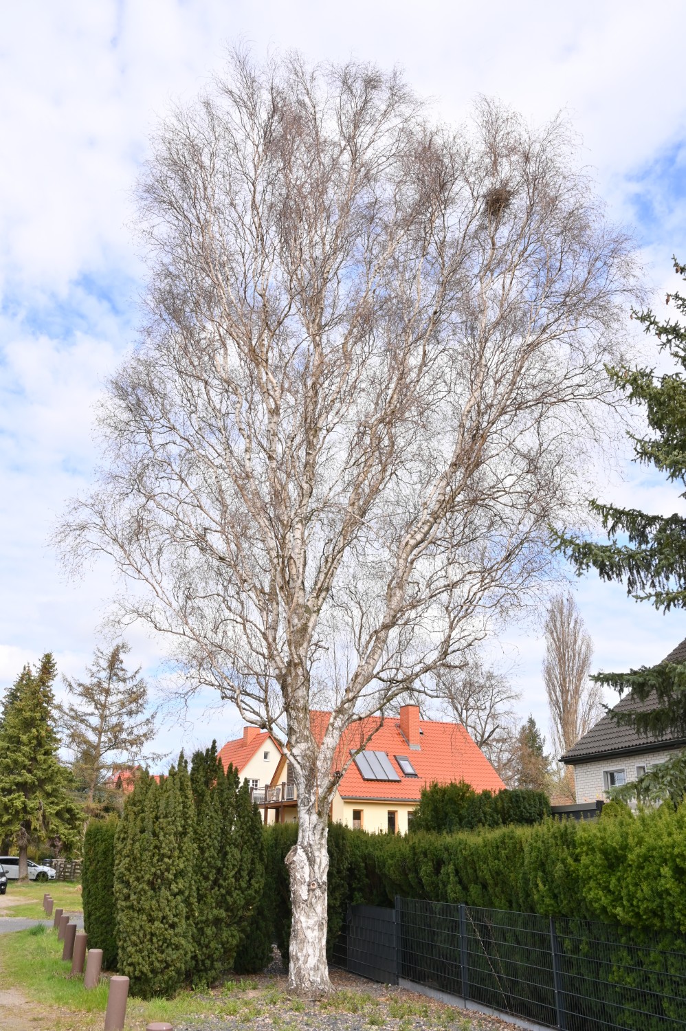 Betula pendula 'Fastigiata' - Berlin - 2021